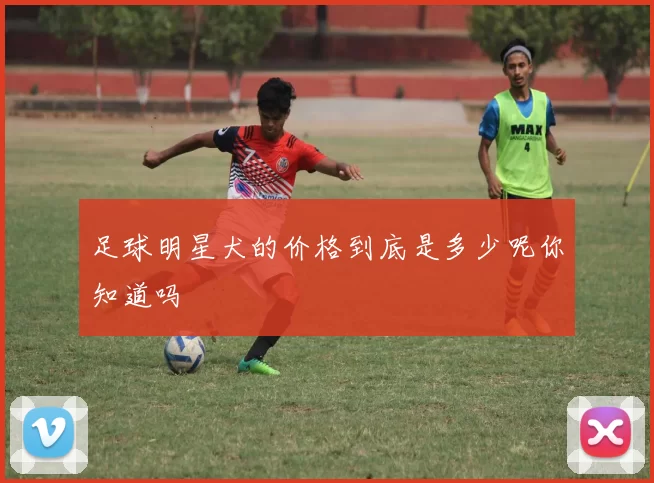 足球明星犬的价格到底是多少呢你知道吗