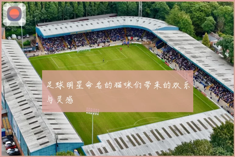 足球明星命名的猫咪们带来的欢乐与灵感